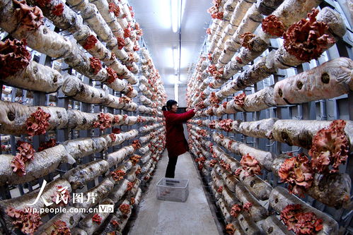 湖北十堰 食用菌工厂化生产忙，产业兴旺带动乡村振兴